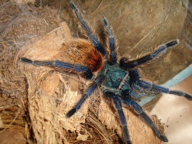 Chromatopelma cyaneopubescens