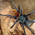 Chromatopelma cyaneopubescens