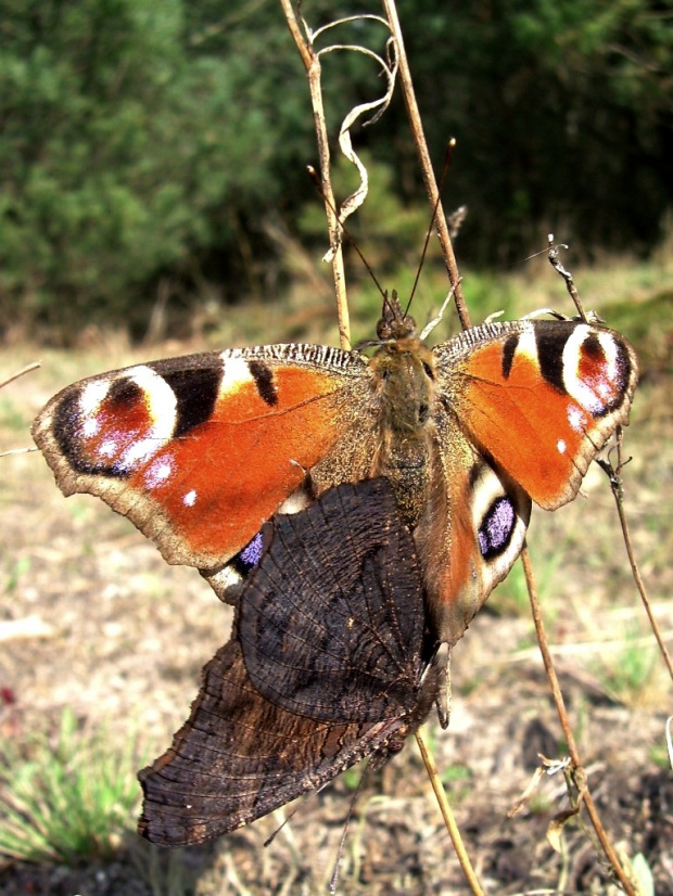 #motyl