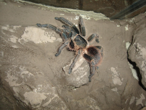 Phormictopus cancerides