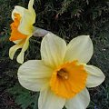 wiosna 2008 #wiosna #ogród #kwiaty