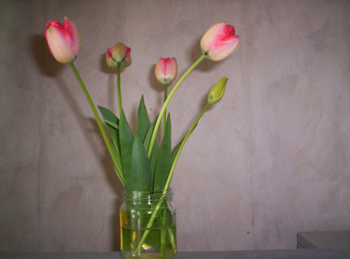 Kwiaty tulipany z ogródka. Autor. Zbigniew Gęsinski