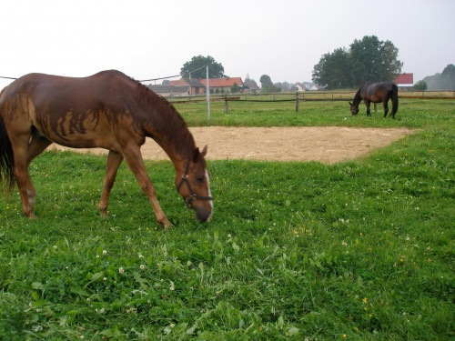 #kalinówka #konie #ObózKonny #skoki #galop #Wakacje2007