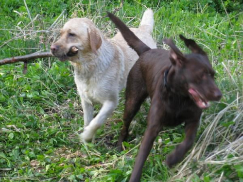 labradors