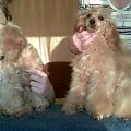 Beti toy pudelek i Liza pudelek miniaturowy