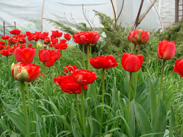 Roślinki prosto z ogródka.Tulipany #KwiatyRoślinyTulipanyOgród