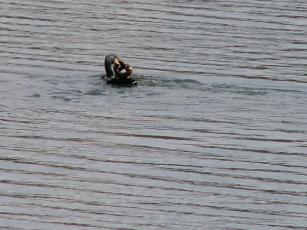 kormoran i węgorz