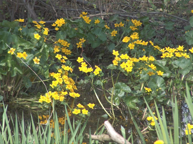 Arboretum Kornik -Wielkopolska