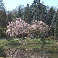 Arboretum Kornik -Wielkopolska