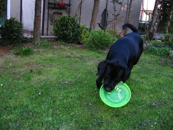 z frisbee