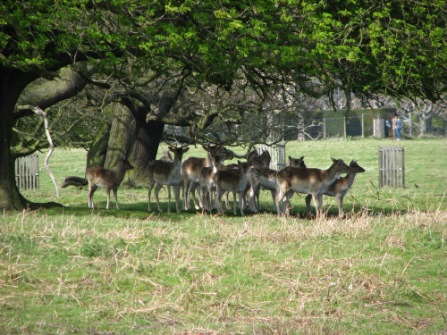 Daniele (Dama dama) - gatunek ssaka z rodziny jeleniowatych #przyroda #natura #krajobraz #drzewa #rośliny #zwierzęta #park #niebo