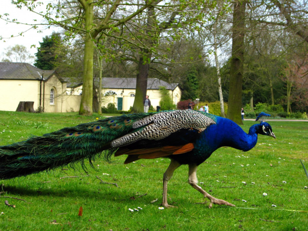 Paw indyjski (Pavo cristatus) #Przyroda #natura #zwierzęta #krajobraz #ptaki #paw