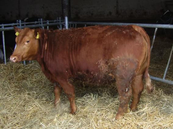 Red Angus #BydłoMięsne