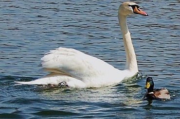 dwaj przyjaciele z... jeziorka;) #łabędź #kaczor #jezioro