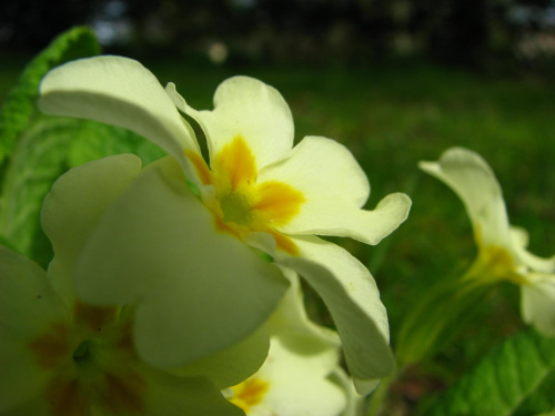 kwiat #przyroda #natura #rośliny #botanika #kwiaty #makrofotografia #flora