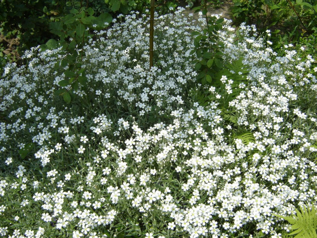 Alei,Natura,Flowers #Natura