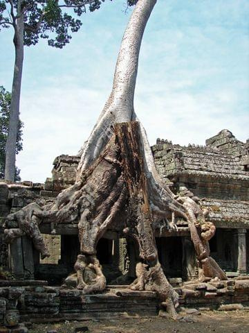 Ta Prohm