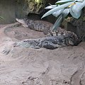 #Krokodyle #zoo #Wrocław