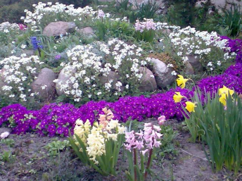 Wiosna [marzec-kwiecień 2008r.] #kwiaty