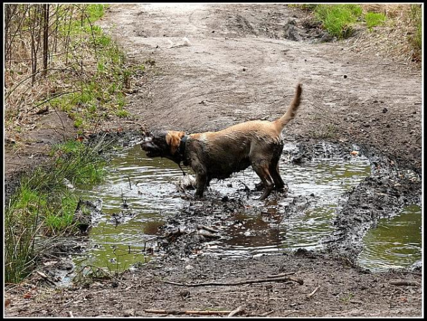 #PiesLabrador