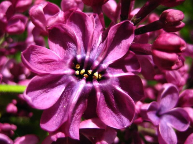 Amalia kwiatów bzu