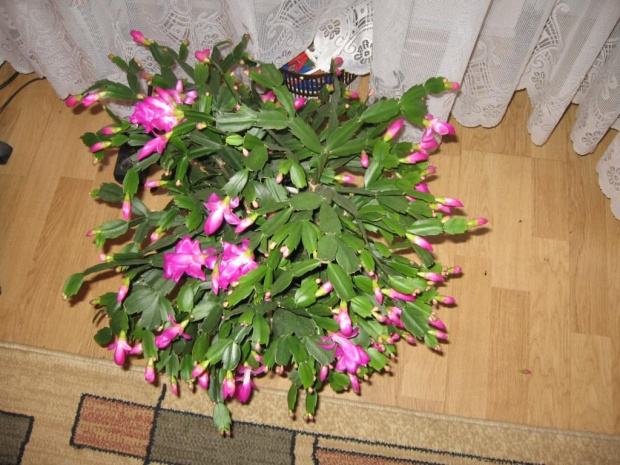 kwitnaca szlumbergera