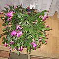 kwitnaca szlumbergera