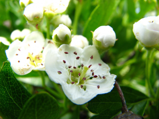 pąki #przyroda #natura #rośliny #botanika #flora #kwiaty