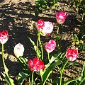 tulipany w moim ogrodzie #kwiaty #natura #widoki