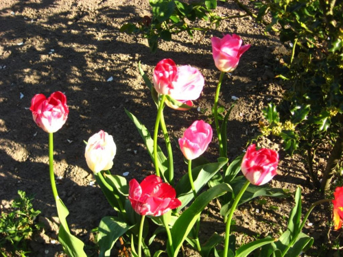 tulipany w moim ogrodzie #kwiaty #natura #widoki