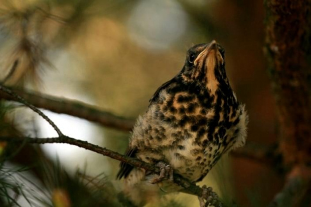 podobno samica kosa (Turdus merula)