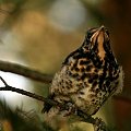 podobno samica kosa (Turdus merula)