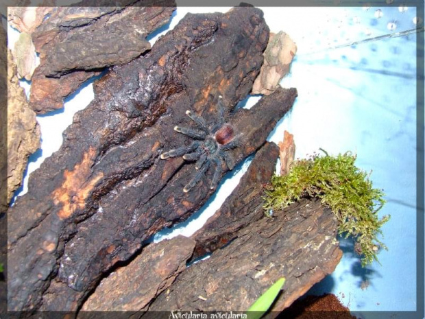 Avicularia avicularia