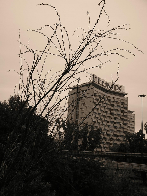 Smutny krzew #Krzew #lumix #krzak #niebo #wieżowiec