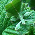 Phyllium sicifoilium - liśćce jesienne #phyllium #sicifolium #liściec