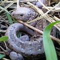 Jaszczurka zwinka - Lacerta agilis . Data : 21.04.2008. Miejscowość : Piaski Wielkopolskie .