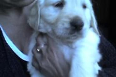 Moja Bella #GoldenRetriver #pies #suczka