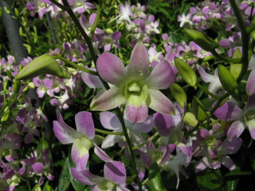 marzec 2008 #kwiaty #Singapur #orchidee #Azja