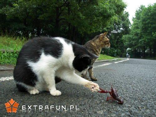 extrafun