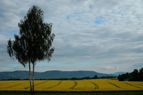 Brzuska