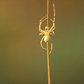 pająk kwietnik (Misumena vatia) #przyroda #natura #zwierzęta #owady #pająki #makrofotografia