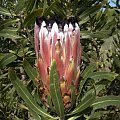 Protea