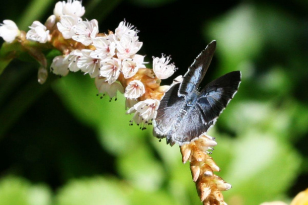 Modraszek wieszczek (Celastrina argiolus) imago f #makro