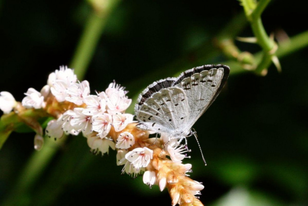 Modraszek wieszczek (Celastrina argiolus) imago f #makro