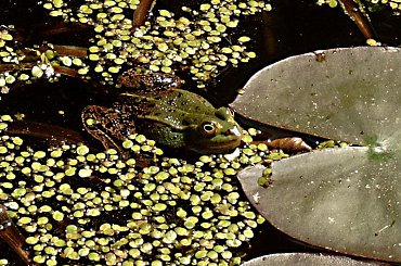 Mieszkancy mojego ogrodu #MÓJOGRÓD #plazy #żyjątka #zaby #FAUNA