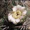 239.Gymnocalycium saglionis 2008.06.01