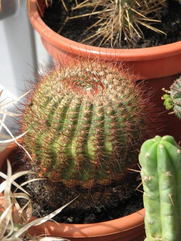 Notocactus Concinnus