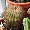Notocactus Concinnus