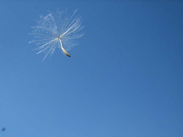 Dmuchawce, latawce, wiatr.... #dmuchawiec #łąka