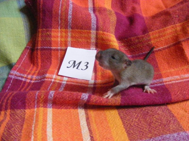 Piętnasta doba - M3